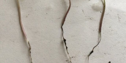 Bolesti paprike (plodovi i lišće) u stakleniku: liječenje, opis sa fotografijama